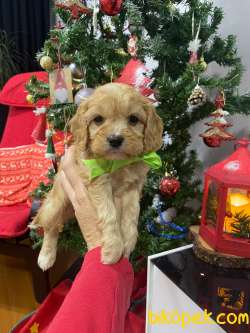 Cavapoo Yavrular 1