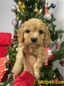 Cavapoo Yavrular 3