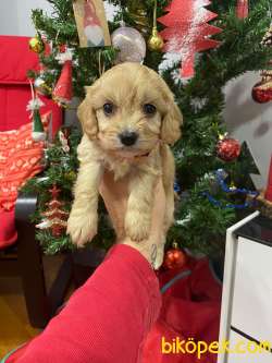 Cavapoo Yavrular 2