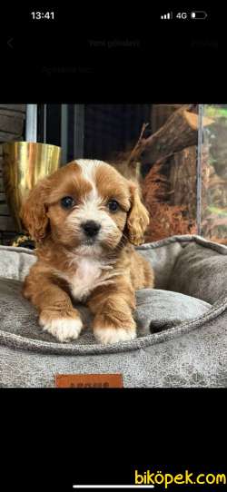 Cavapoo Yavrulari Sağlık Ve Irk Garantili 1