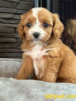 Cavapoo Yavrulari Sağlık Ve Irk Garantili 2