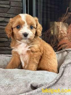 Cavapoo Yavrulari Sağlık Ve Irk Garantili 4