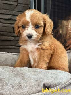 Cavapoo Yavrulari Sağlık Ve Irk Garantili 3