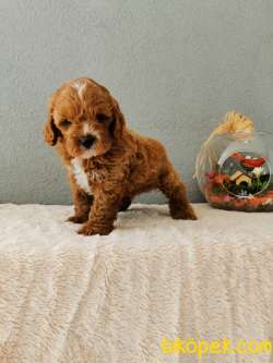 Cavapoo Yavrularımız 5