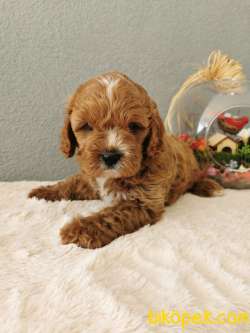 Cavapoo Yavrularımız 4