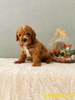 Cavapoo Yavrularımız 3