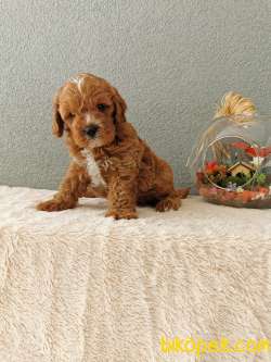Cavapoo Yavrularımız 2