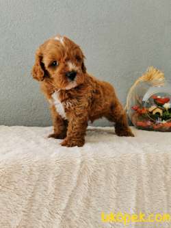 Cavapoo Yavrularımız 1