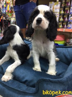 Caveller King Charles 3