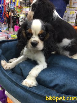 Caveller King Charles 1