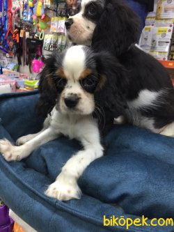 Caveller King Charles 2