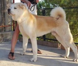 Üst Kalite Akita İnu Yavrularımız 3