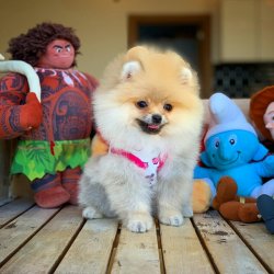Güncel TeddyBear Yavrularımız Için İletişime Geçiniz 1