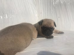 Pug&Mops 0 Numara 0 Burun 2