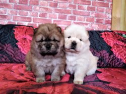 Chow Chow Yavruları Afyondan 1