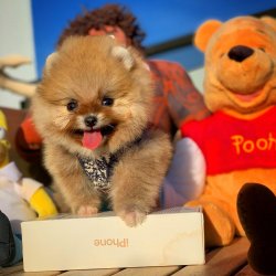 Yeni Gelen TeddyBear PomeranianBoo Yavrularımızdan 4