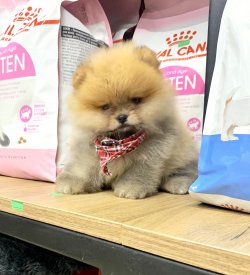 Pomeranian Boo Gülen Suratlı Yavrularımız 3