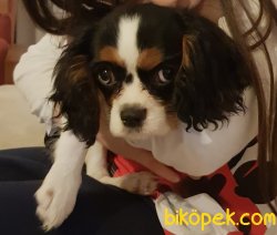 2 Aylik Cavalier King Charles 2
