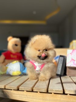 TeddyBear Yüz Yapısına Sahip Kızımız 2