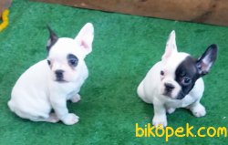FRENCH BULLDOG YAVRULAR İZMİR 2