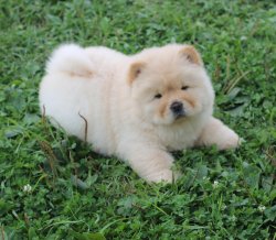 Beyaz / Krem Chow Chow Çin Aslanı Yavrularımız 4