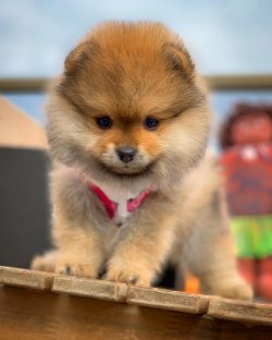 Irk Ve Sağlık Garantili Pomeranianboo Yavrularımızdan 1