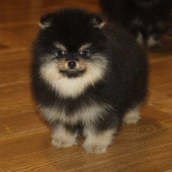 Partycolor Orjinal Pomeranian Yavrular 2