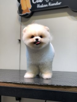 Orjinal Teddy Face Garantili Pomeranian Boo Yavrularimiz 1