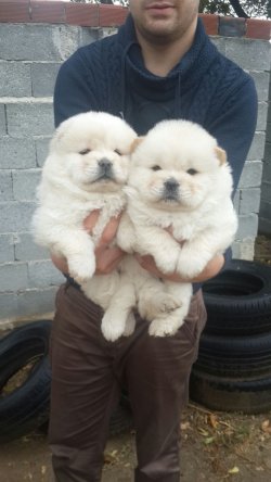 Beyaz Chow Chow Yavrularımız 1