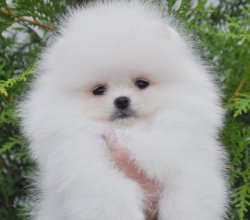 Pomeranian Boo 2