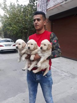 Sağlıklı Golden Bebekler 2