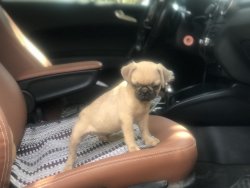 Pug Mops Yavru 2 Aylık Altınoluk, Çanakkale, Balıkesir 2