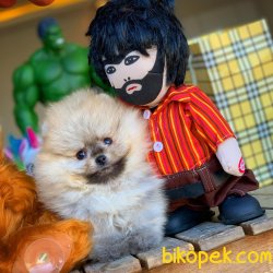 Mini Boy Büyümeyen Cins Pomeranian Yavrularımız 3