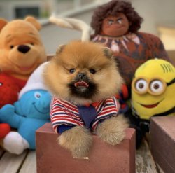 Irk Ve Sağlık Garantili PomeranianBoo Yavrularımızdan 3