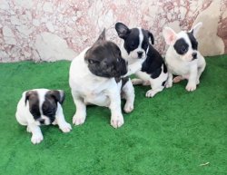 Safkan French Bulldog Yavru Ilanı Izmir 2