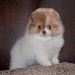 Pomeranian Boo Bebeklerimiz 1