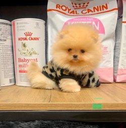 Orjinal Irk Boo Pomeranian Yavrular 4