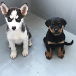 Dev Rottweiler Yavrularımız 3