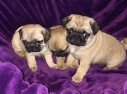PUG MOPS YAVRULARIMIZ 1