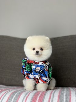 Şecereli Ayı Surat Pomeranian Boo Yavrularimiz 2