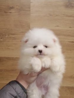 SCR BELGELİ ORJİNAL POMERANİAN 1