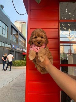Safkan Toy Poodle Yavrularımız 3