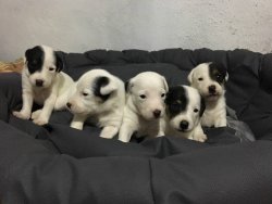 SATILIK JACK RUSSEL TERRİER YAVRULARI 2