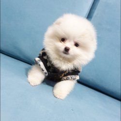 Ayı Surat Boo Pomeranian Yavrular 2