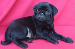 BLACK  PUG YAVRULAR 2
