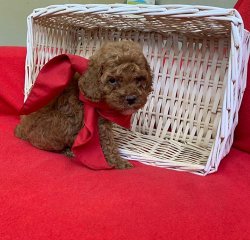 Sevi̇mli̇ Toy Poodle Yavrularımız 4