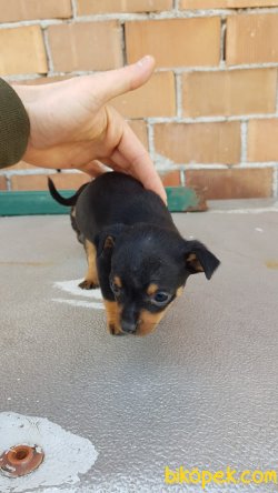 Orjinal Pinscher Yavrularımız 3