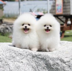 Orjinal İ̇rk Garantili Pomeranian Boo Yavrularimiz 1