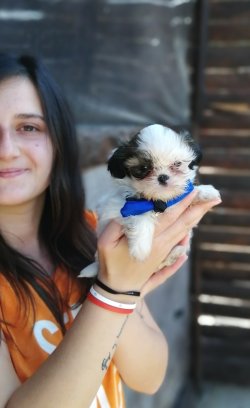 Minik Shihtzu Yavrumuz 4