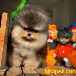 Safkan PomeranianBoo Yavrularızdan 1